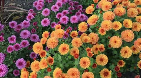 Chrysanthemums (Chrysanthemum) Stock Footage 12977125