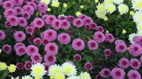 Chrysanthemums (Chrysanthemum) Stock Footage 12978132
