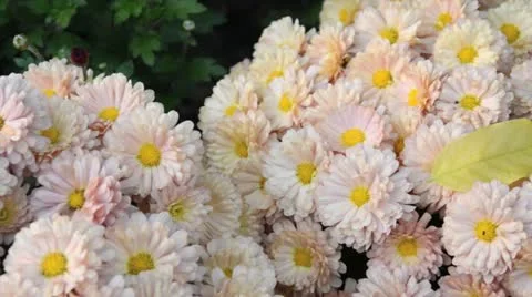 Chrysanthemums (Chrysanthemum) Stock Footage 12979417