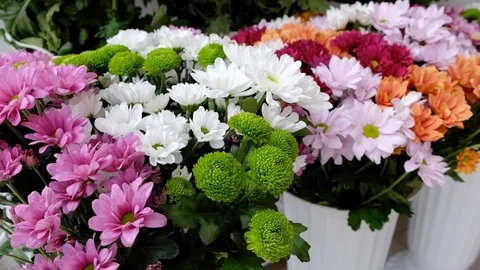 Chrysanthemums. chrysanthemums in a pot Stock Footage 119448272