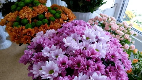 Chrysanthemums. chrysanthemums in a pot Stock Footage 119448295