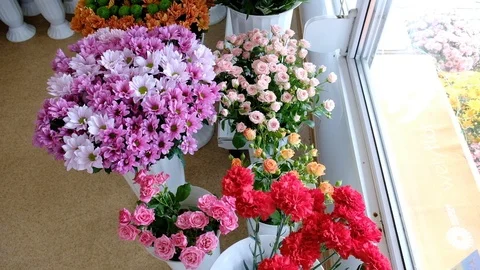 Chrysanthemums. chrysanthemums in a pot Stock Footage 119448306