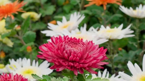 Chrysanthemums close up Stock Footage 254929042