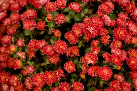 Chrysanthemums, close-up. Red chrysanthemums. Multiflora Stock Photos