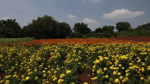 Chrysanthemums-fields-rural-india Stock Footage 162948598
