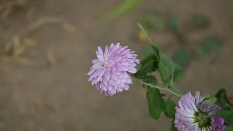 Chrysanthemums flower in a blurry background. Stock Footage 331044858