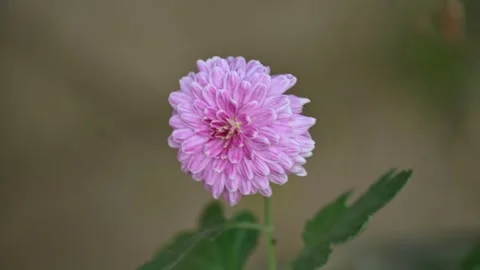 Chrysanthemums flower in a blurry background. 库存影片 331044865