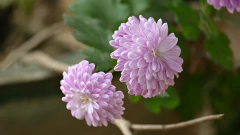 Chrysanthemums flower in a blurry background. 库存影片 331044873