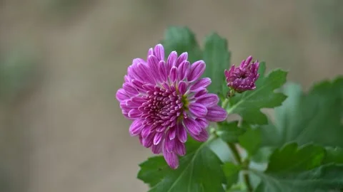 Chrysanthemums flower in a blurry background. Vidéo 331044884