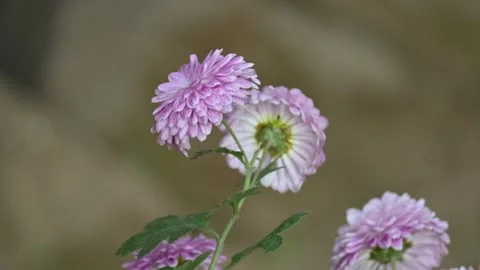 Chrysanthemums flower in a blurry background. 库存影片 331044885