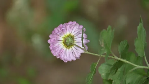 Chrysanthemums flower in a blurry background. Видео 331044915