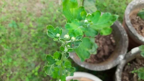 Chrysanthemums flower buds. 库存影片 166663543