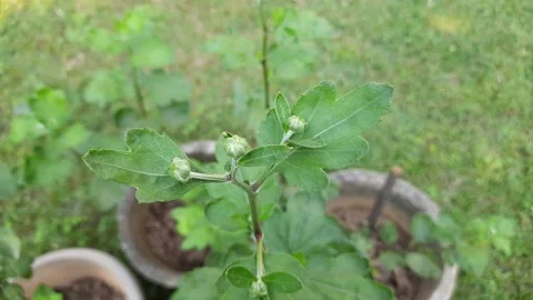 Chrysanthemums flower buds. 库存影片 166663556