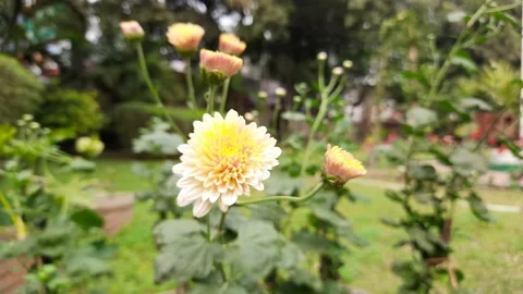 Chrysanthemums flower buds. Stock Footage 167623690