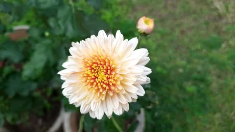 Chrysanthemums flower. Stock Footage 168230059