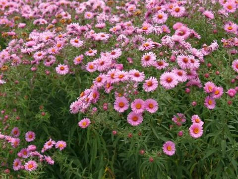 Chrysanthemums on flowerbed Stock Photos