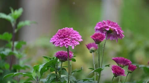 Chrysanthemums flowers in a blurry background. Stock Footage 335804465