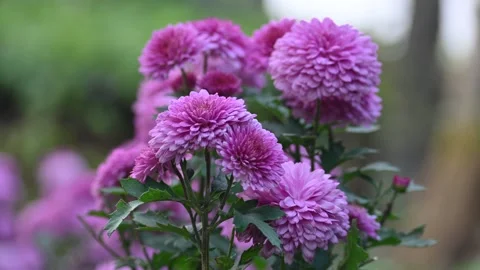 Chrysanthemums flowers in a blurry background. Video stock 335804594