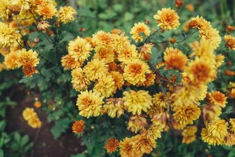 Chrysanthemums flowers Stock Photos