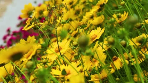 Chrysanthemums Video stock 167445342