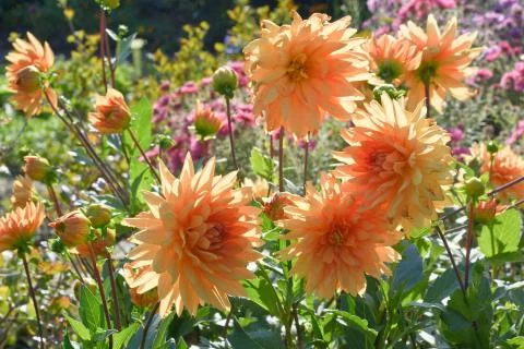 Chrysanthemums in full light Stock Photos
