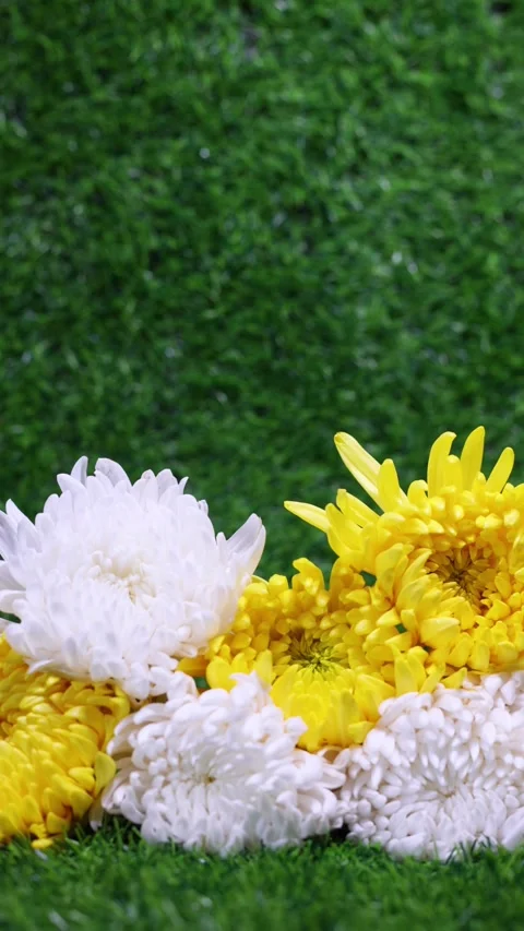 Chrysanthemums on the grass Stock Footage 346932450