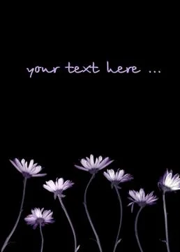 Chrysanthemums Stock Illustration