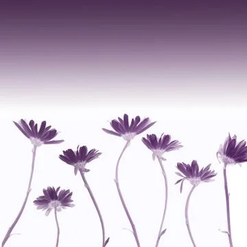 Chrysanthemums Stock Illustration