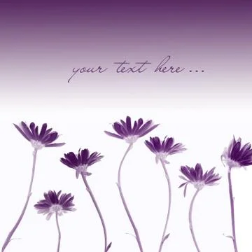 Chrysanthemums Stock Illustration