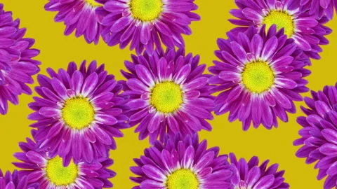 Chrysanthemums on an orange background. Seamless loop animated floral pattern	 Stock Footage 158509780