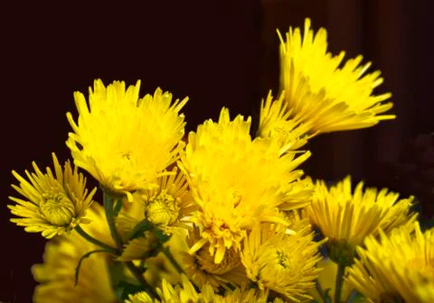 Chrysanthemums Stock Photos