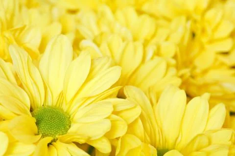 Chrysanthemums Stock Photos