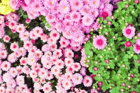 Chrysanthemums Stock Photos