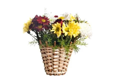 Chrysanthemums Stock Photos