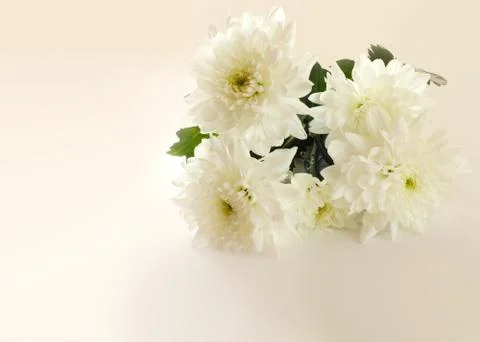 Chrysanthemums Stock Photos