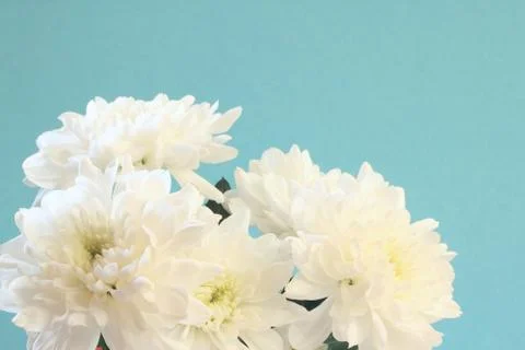 Chrysanthemums Stock Photos