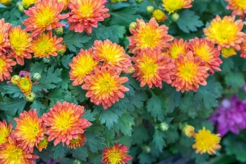 Chrysanthemums Stock Photos