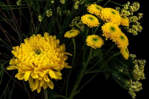 Chrysanthemums Stock Photos