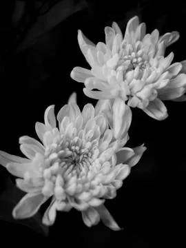CHRYSANTHEMUMS Stock Photos