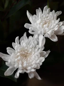CHRYSANTHEMUMS Stock Photos