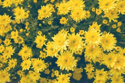 Chrysanthemums Stock Photos