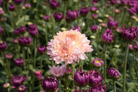 Chrysanthemums Stock Photos