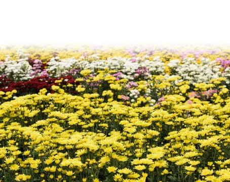 Chrysanthemums Stock Photos