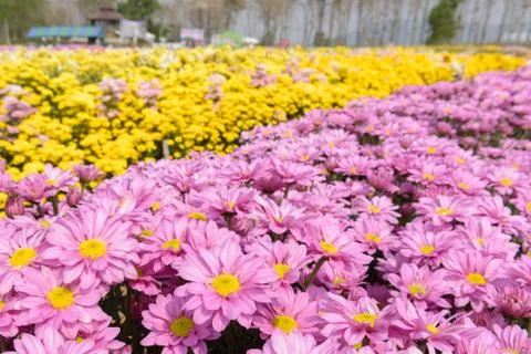 Chrysanthemums Stock Photos