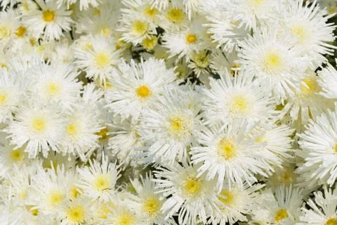 Chrysanthemums Foto stock