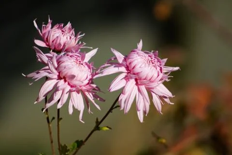 Chrysanthemums  Stock Photos