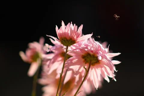 Chrysanthemums  Stock Photos