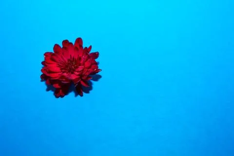 Chrysanthemums Stock Photos