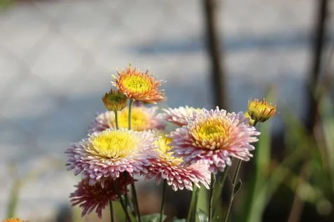 Chrysanthemums Stock Photos