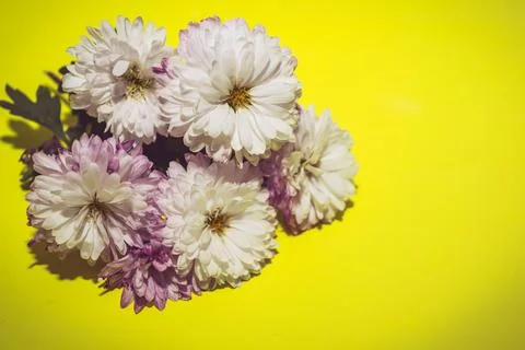 Chrysanthemums Stock Photos